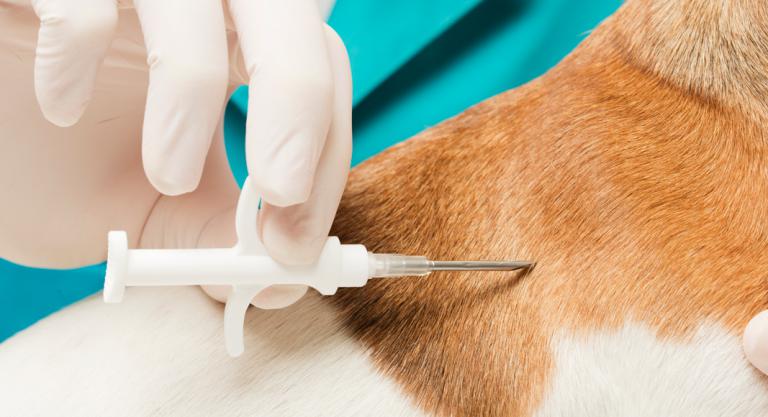 Implantes Microchip