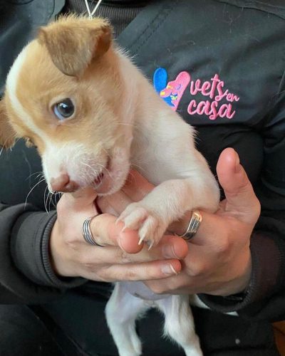 Desparasitación y vacunas cachorros